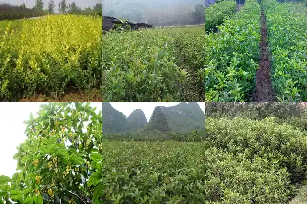 桂花树截枝后如何处理1685580441742