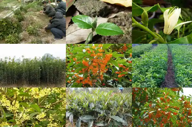 桂花树截枝后如何处理1685580441789