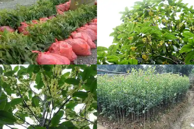 桂花树的叶子干了怎么办1685580453663