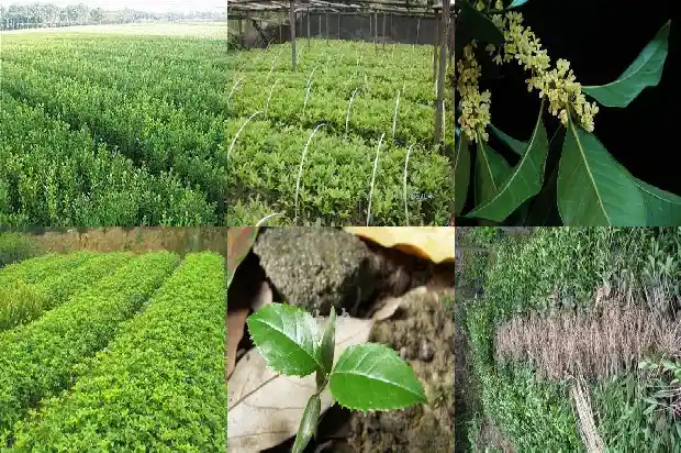 桂花树的叶子干了怎么办1685580453711