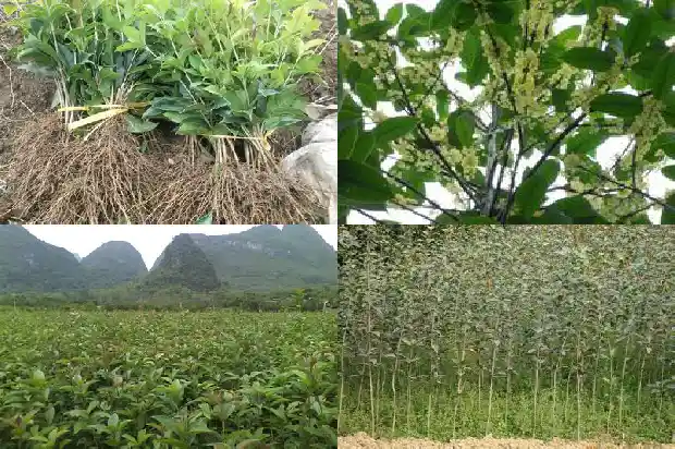 桂花树的叶子干了怎么办1685580453759