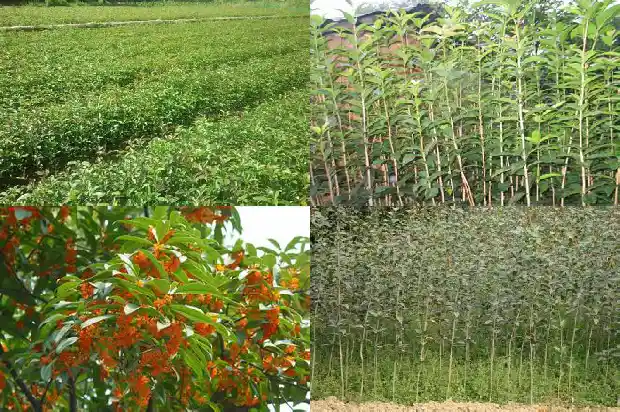 桂花树花干了怎么办才能开花1685580465573