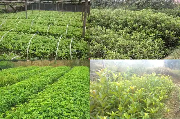桂花树花干了怎么办才能开花1685580465621