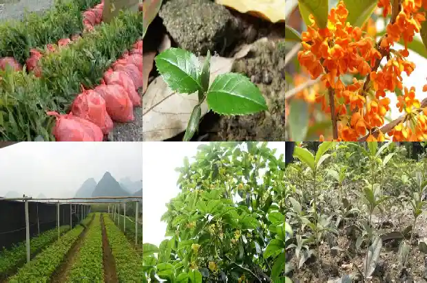 桂花树种在门前左边好还是右边好1688692683989