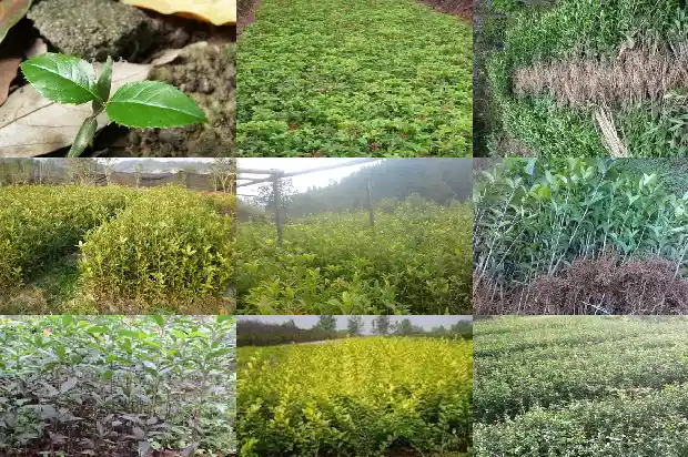 桂花树主干可以锯断吗新发芽能开花吗1685580486968