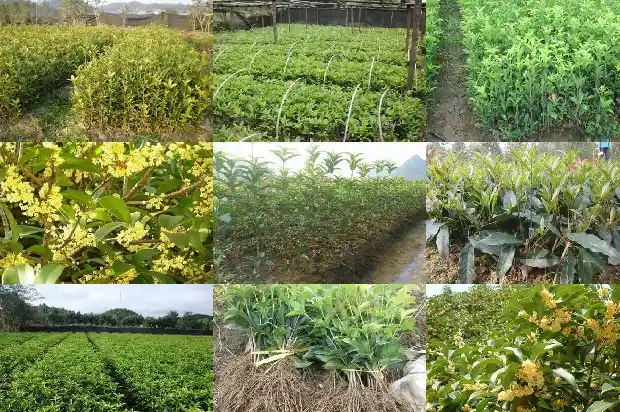 桂花树主干可以锯断吗新发芽能开花吗1685580487016
