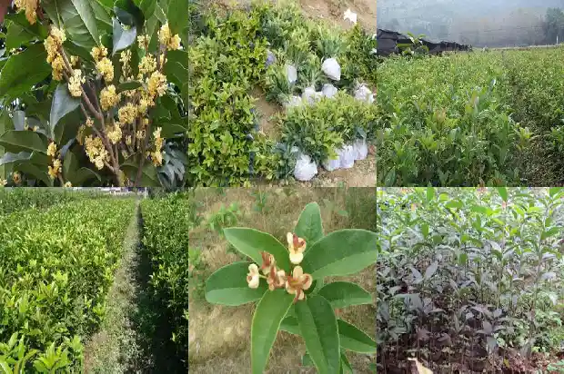 桂花树主干可以锯断吗新发芽能开花吗1685580487063