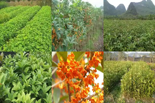 桂花树锯断多久能长大根1685580502024