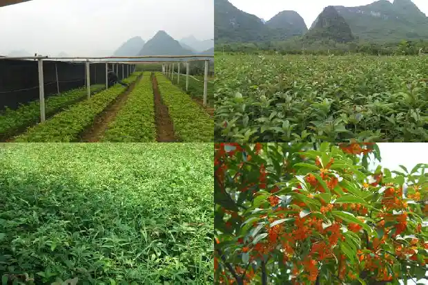 如何嫁接桂花树枝1685580511739