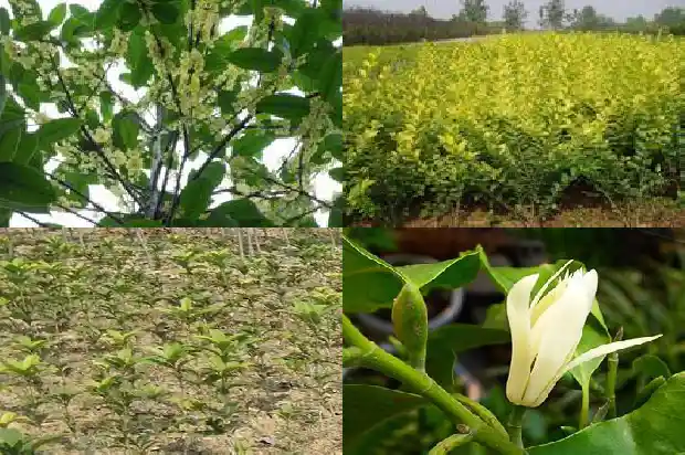 如何嫁接桂花树枝1685580511834