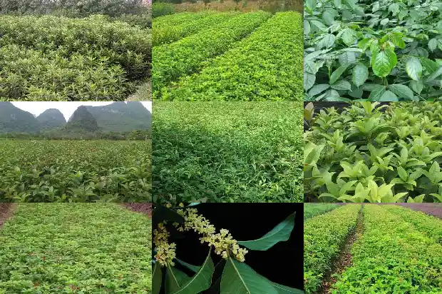 桂花树太高能不能锯断树枝1685580519115