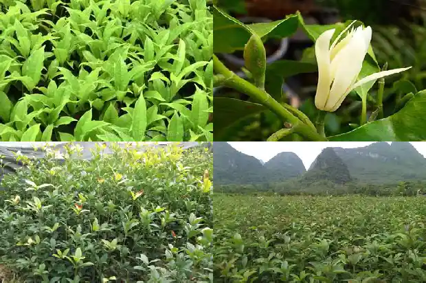 桂花树太高能不能锯断树枝1685580519163