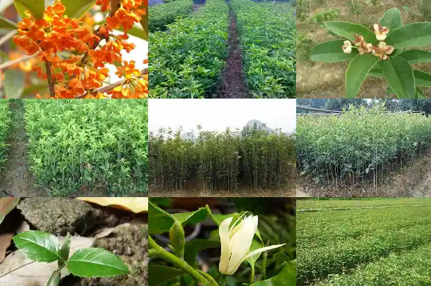修桂花树机械多少钱一台1685580528571