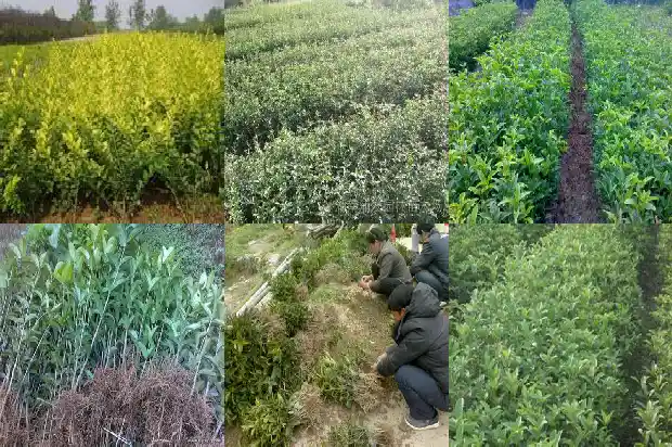 修桂花树机械多少钱一台1685580528619