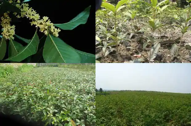 修桂花树机械多少钱一台1685580528667