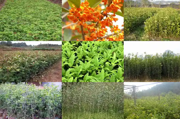 桂花树如何保养1685580547883