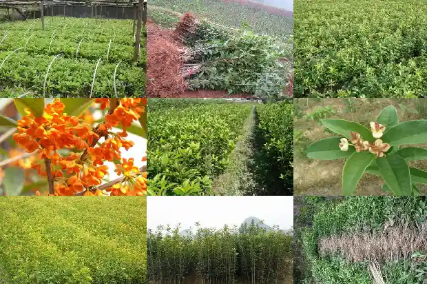 桂花树如何保养1685580547931