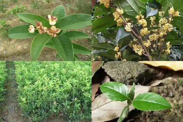 40公分粗的桂花树价格多少钱一棵呢1690763494882
