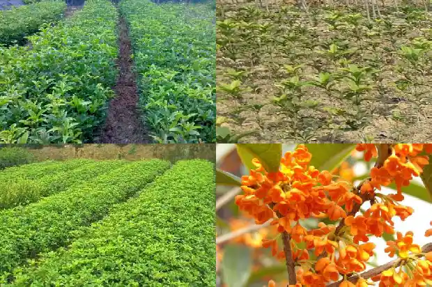 桂花的采集加工方法1685580569197