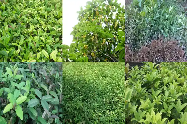桂花的采集加工方法1685580569245