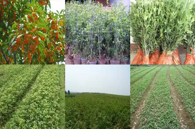 桂花的采集加工方法1685580569292