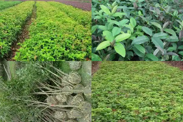 桂花茶怎么喝好喝1689466492173