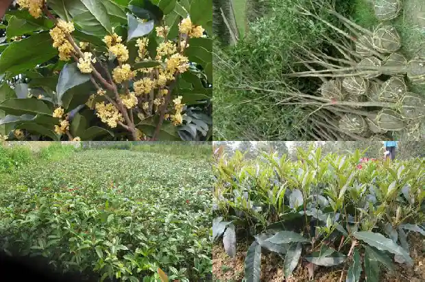 桂花种子采集与处理1685580579186