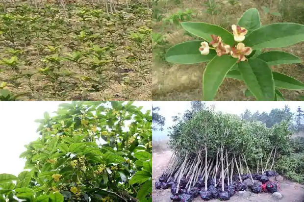 桂花树怎么修理枝条1685580598399