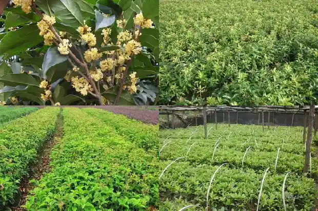 桂花树怎么修理枝条1685580598447