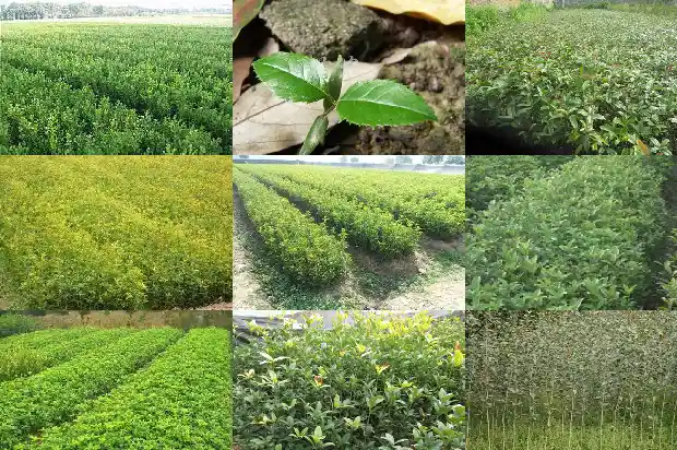 新鲜桂花泡茶喝有什么好处1689467412320