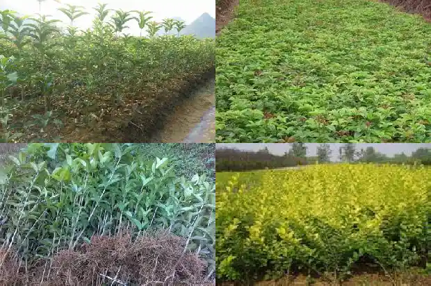桂花树种子用途是什么呢1685580627465
