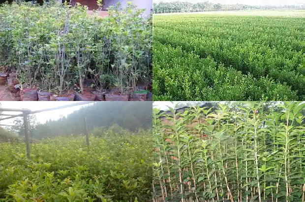 桂花树种子用途是什么呢1685580627512