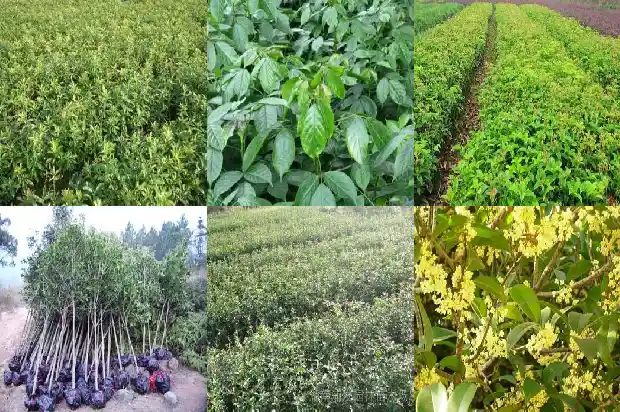 桂花树种子用途与功效与作用1685580639301