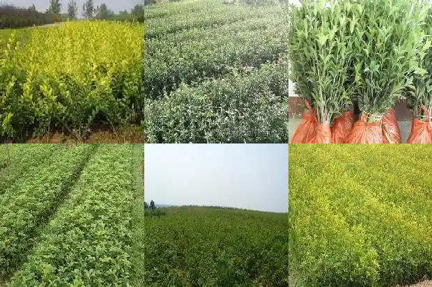 桂花树种子用途与功效与作用1685580639349
