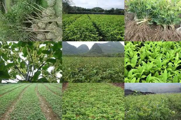 桂花树种子用途与功效与作用1685580639397