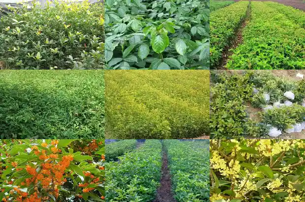 桂花树种子怎么种植1685580648860