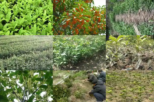 桂花树种子怎么种植1685580648908