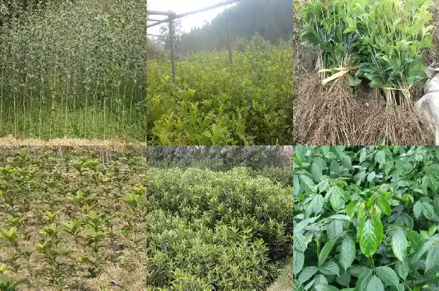 桂花树种子怎么种植1685580648955