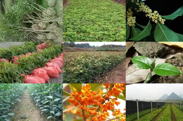 四季桂花树价格多少钱1689640542012
