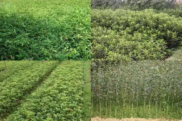 桂花树种子有什么用1685580670362