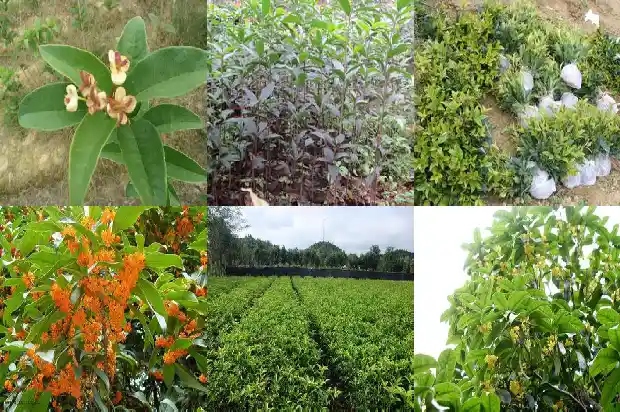 怀孕不能吃桂花吗1689312857809