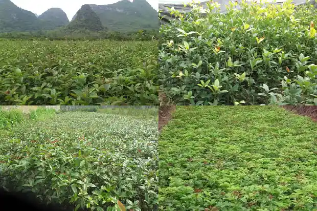 桂花种子有什么药用价值1685580685288
