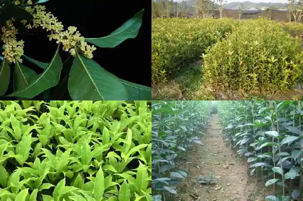 广西桂花树价格表1689725647121