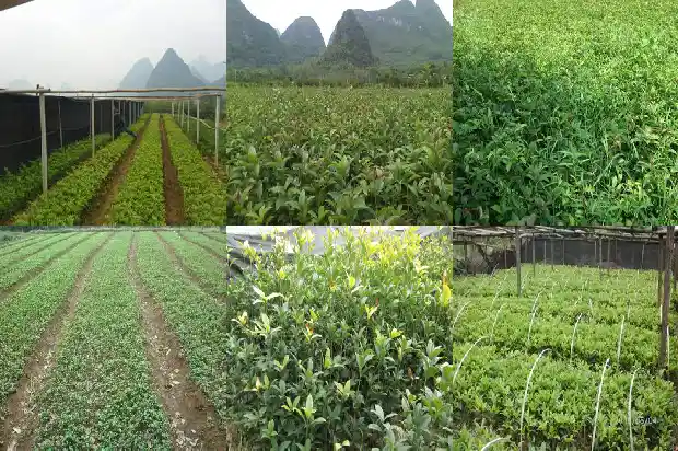 桂花油田是谁找到的1685580731061