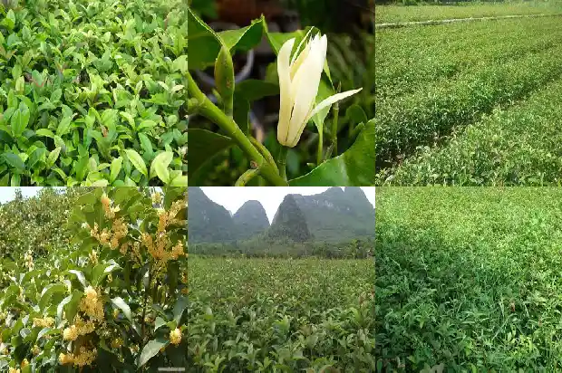 桂花油田为什么不开发1685580742702