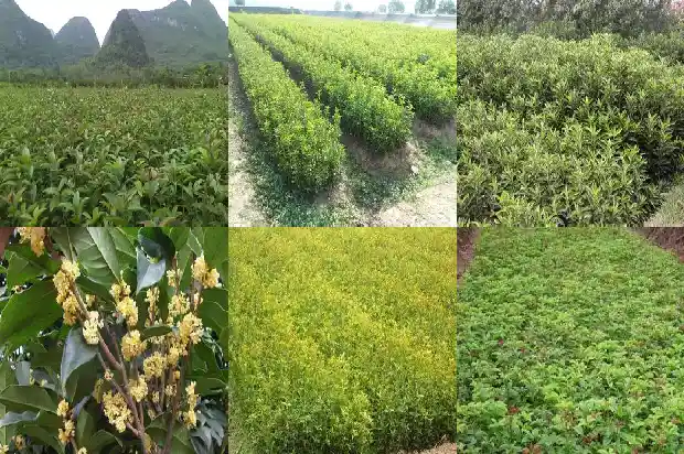 桂花雨的作者为什么喜欢桂花?1685580760213