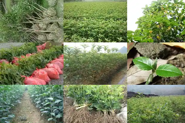 桂花雨的作者为什么喜欢桂花?1685580760261