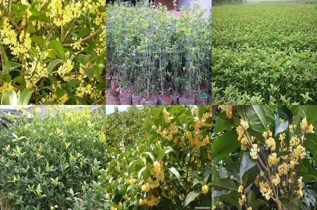 作者喜欢桂花为什么还说桂花笨笨的1685580772140