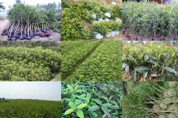 作者喜欢桂花为什么还说桂花笨笨的1685580772284
