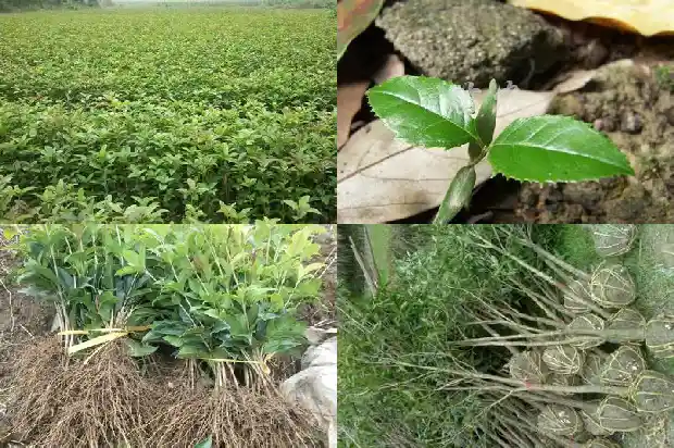 跟桂花差不多的树叫什么1685580782072